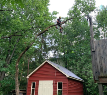 Tree Remove Over a Shed