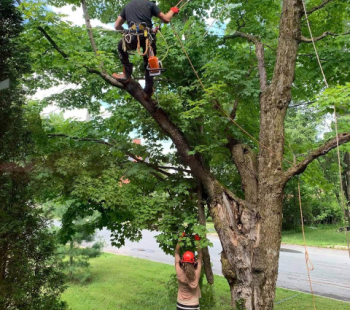 Tree Pruning