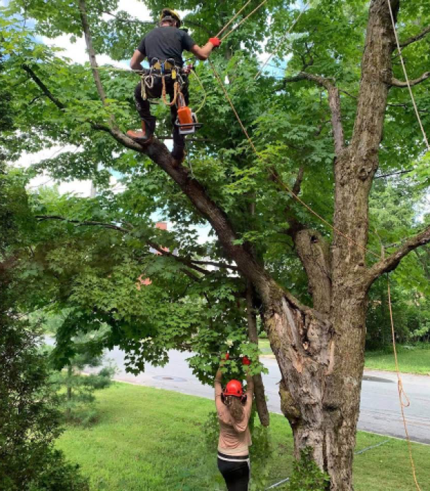 Tree Pruning
