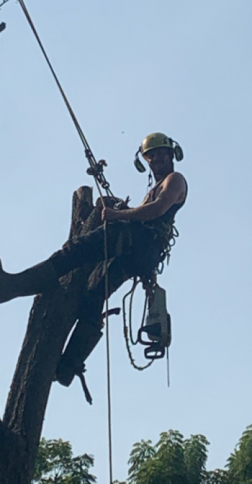 tree climber removing a tree