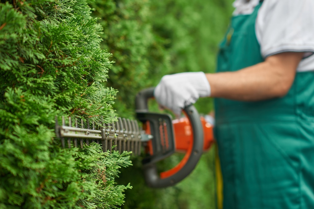 Arborille Tree Services