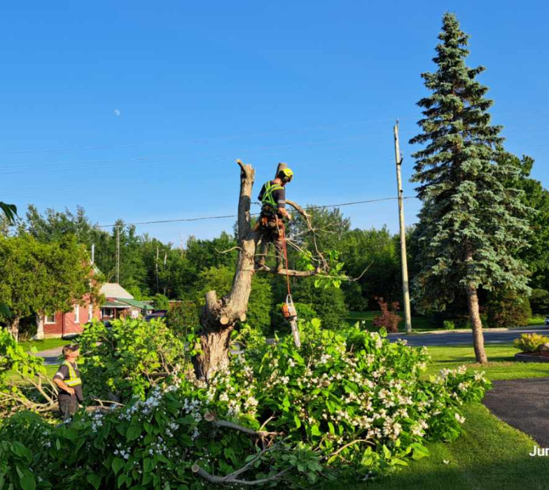 Certified Professional Tree Climber